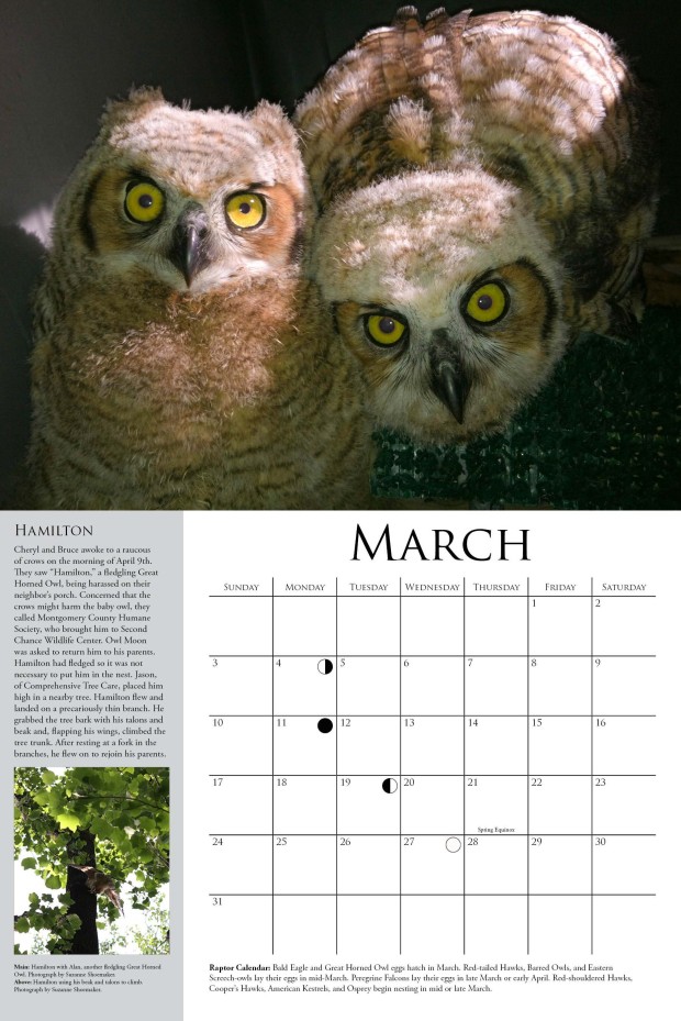 A sneak peak from the 2013 Owl Moon calendar!
